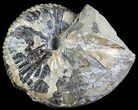 Hoploscaphites Ammonite - South Dakota #62595-1